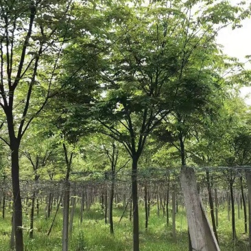 精品榉树10公分12公分15公分规格齐全一手货源基地直发