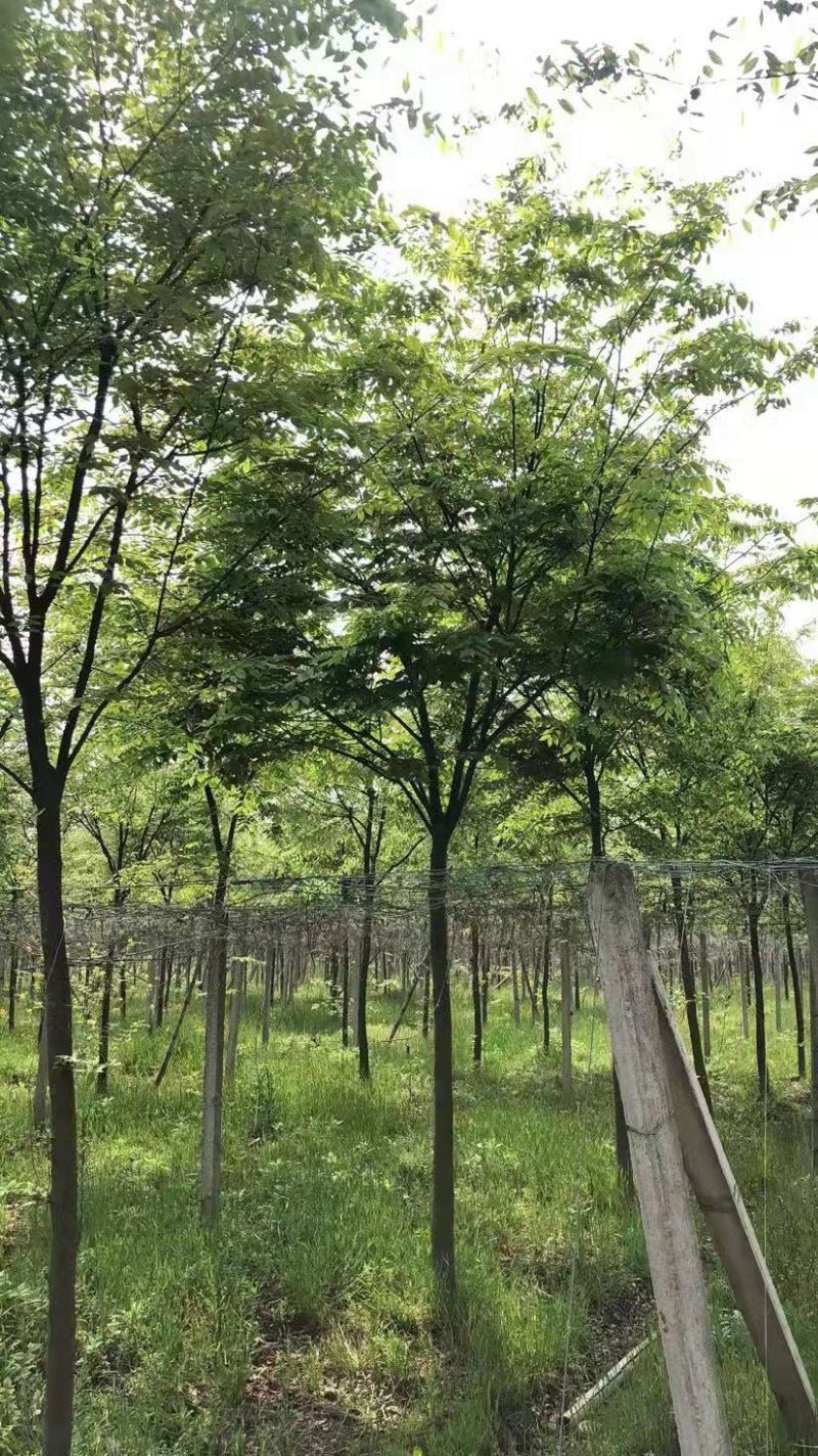 精品榉树10公分12公分15公分规格齐全一手货源基地直发