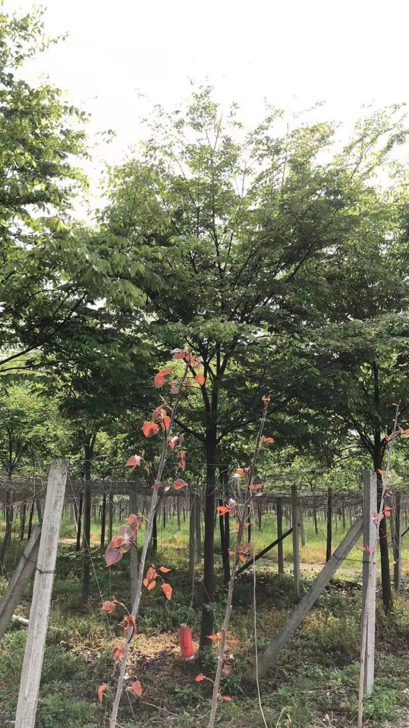 精品榉树10公分12公分15公分规格齐全一手货源基地直发