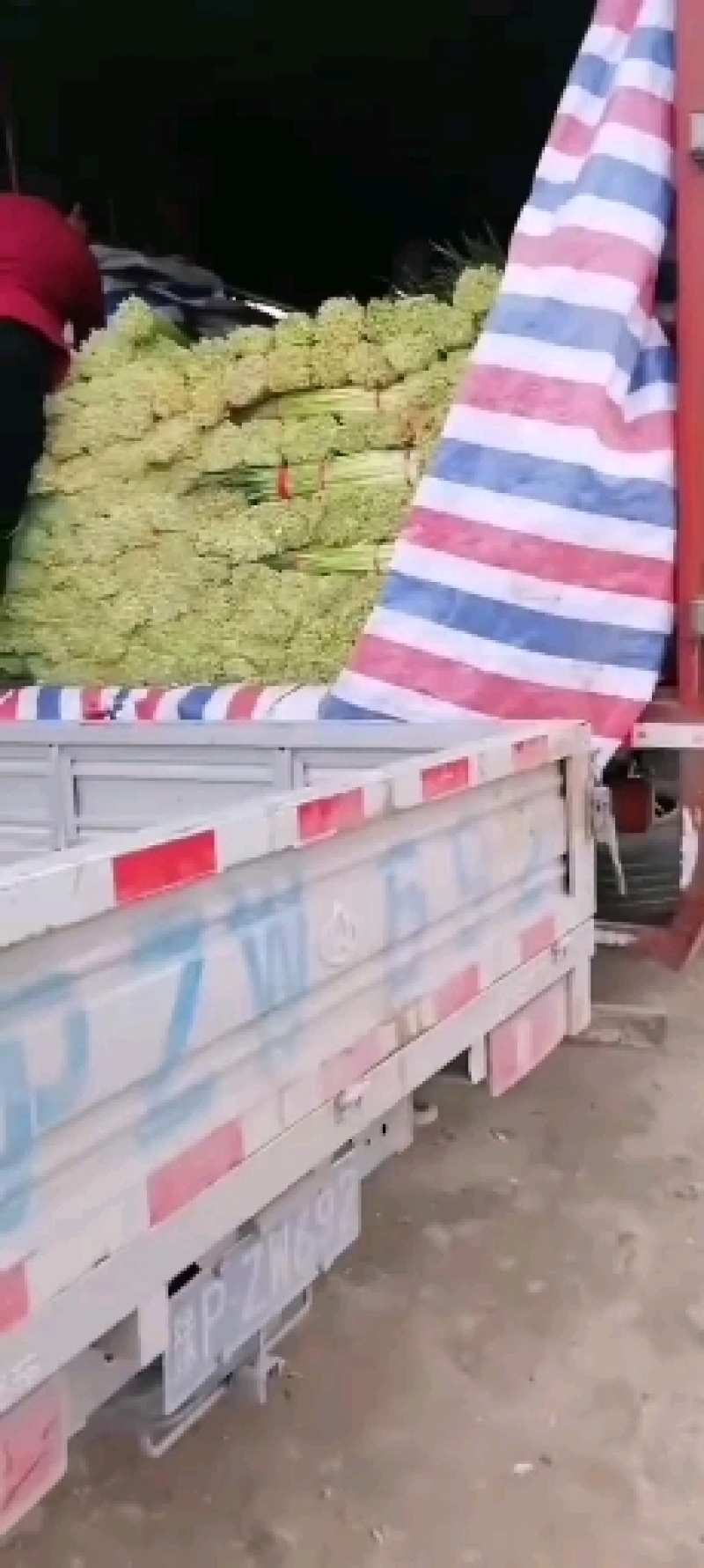 河南商丘，精品，白帽，红帽，蒜薹大量上市