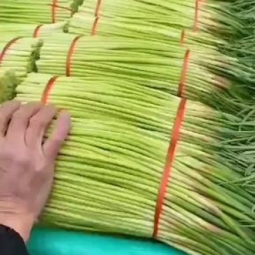 河南商丘，精品，白帽，红帽，蒜薹大量上市