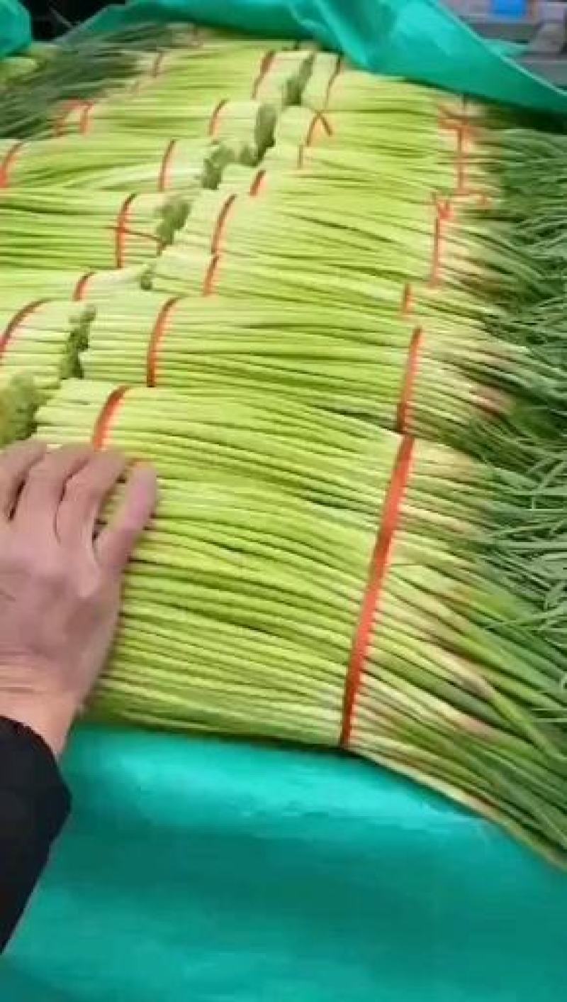 河南商丘，精品，白帽，红帽，蒜薹大量上市