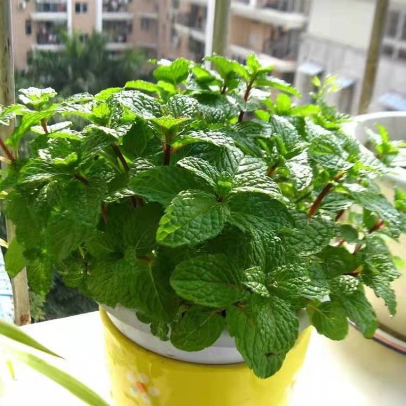 薄荷盆栽可食用迷迭香驱蚊草室内水培柠檬新鲜薄荷叶植物绿植