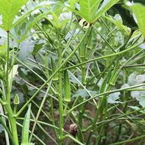 云南玉溪现大量供应黄秋葵，每天新鲜采摘，可发全国