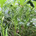 云南玉溪现大量供应黄秋葵，每天新鲜采摘，可发全国