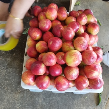 早熟黄心油桃云南精品油桃农夫果园，诚信经营，规格齐全