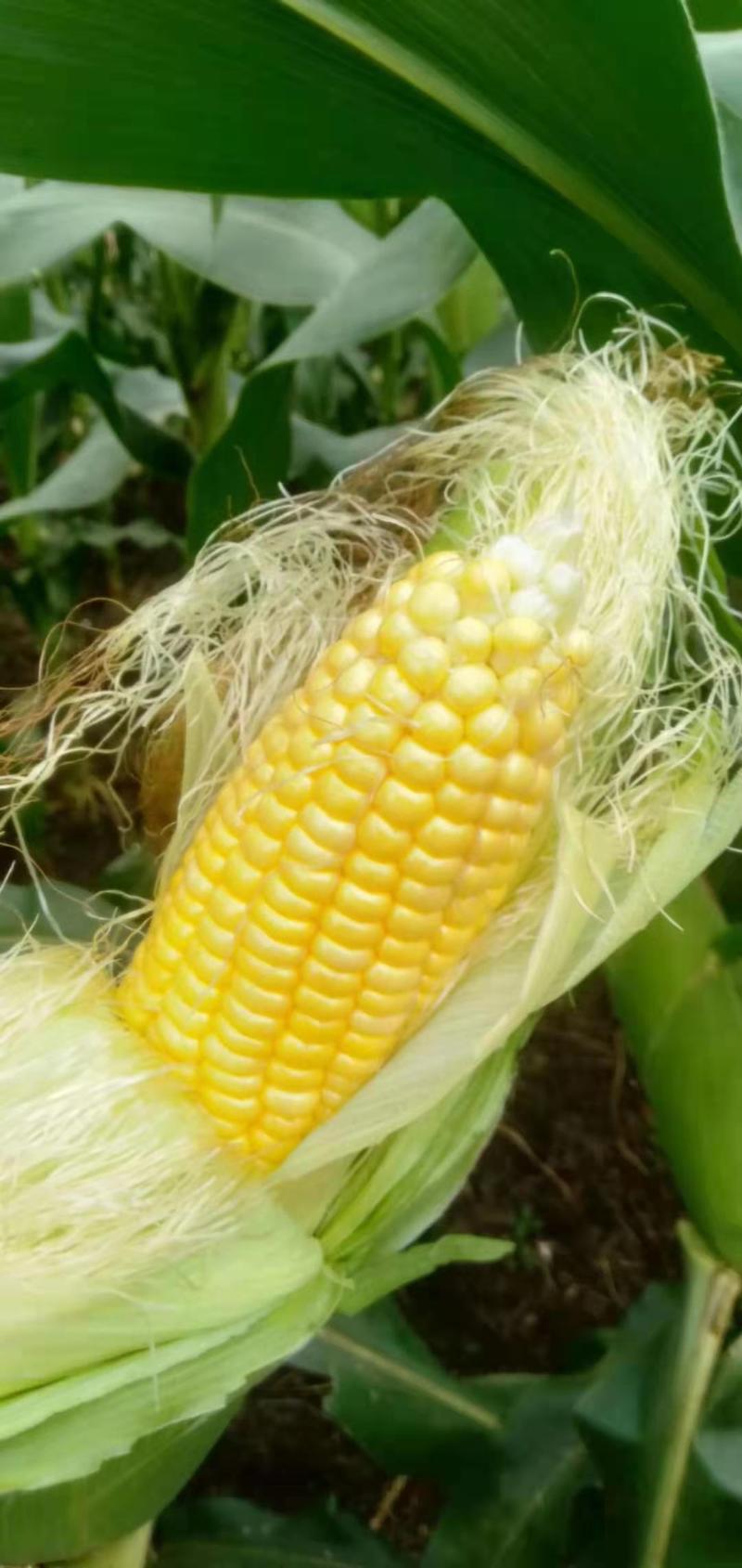 超甜玉米长期供应广西横县优质太阳花甜玉米基地直供