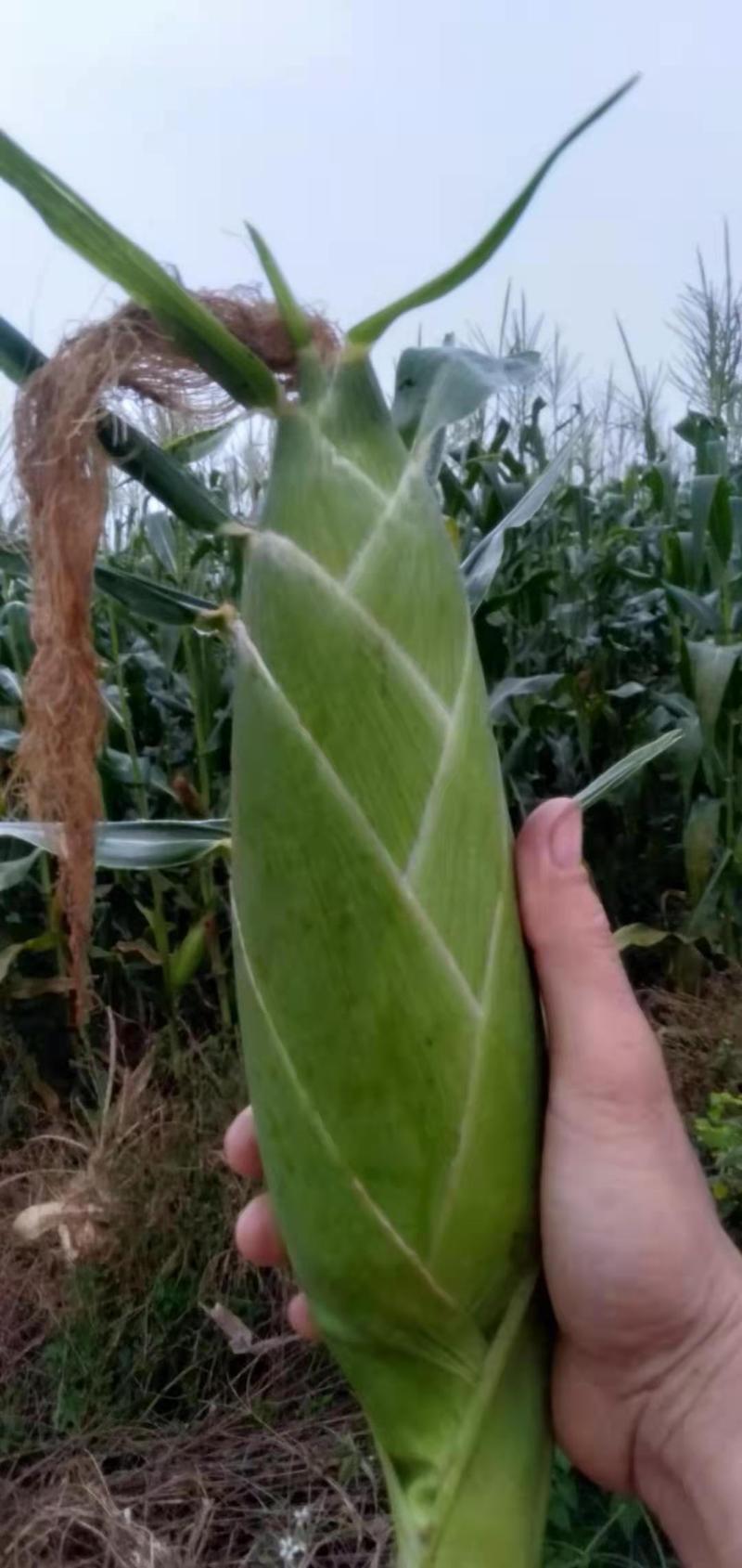超甜玉米长期供应广西横县优质太阳花甜玉米基地直供