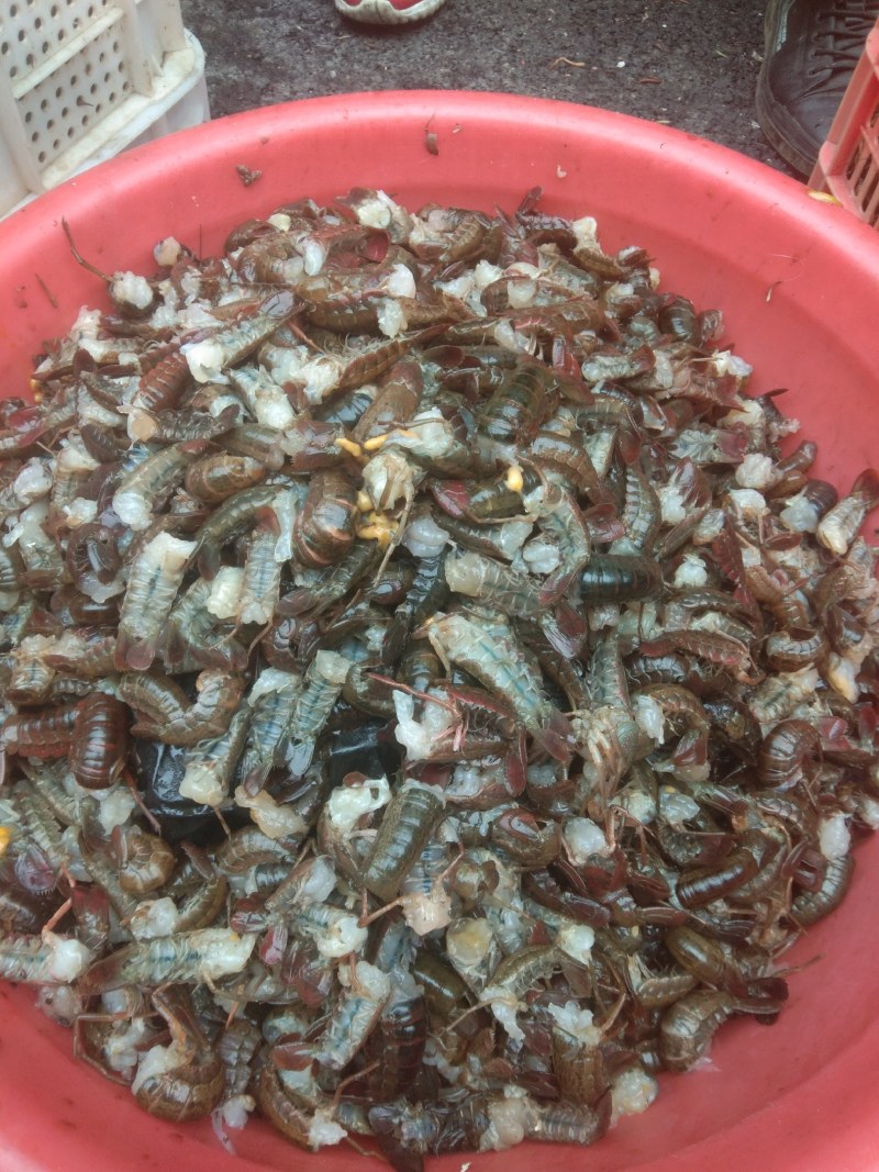 虾尾潜江小龙虾，虾尾鲜虾尾，肉质Q弹，口感回味50斤起批