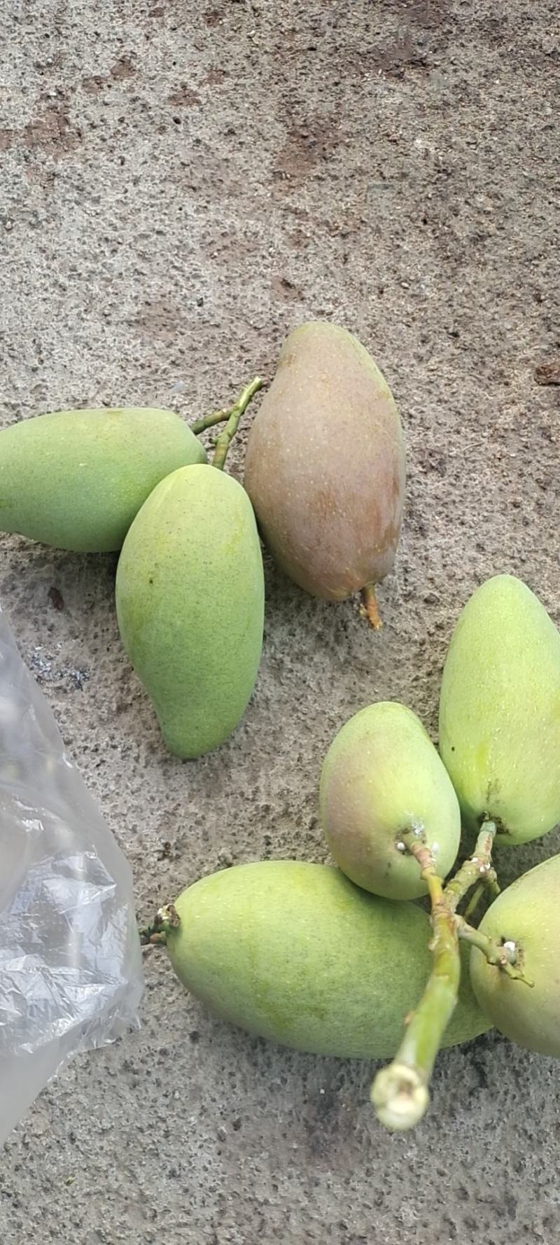海南热带水果