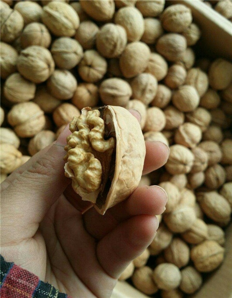 电商平台新疆薄皮核桃新疆幸福核桃，规格全量大从优
