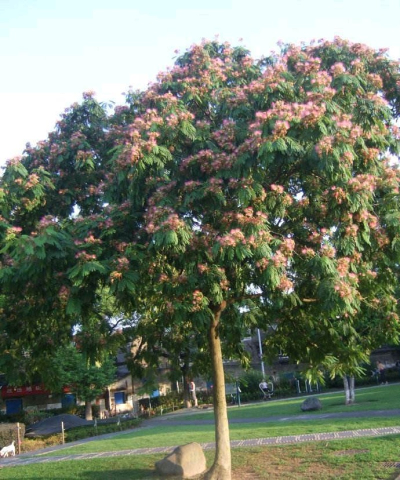 芙蓉树合欢树