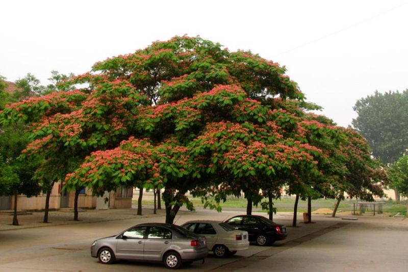 芙蓉树合欢树