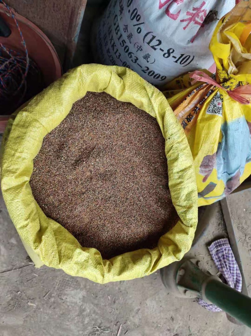广西产地穿心莲种子，产地直销，有采购的朋友联系一亩田联系