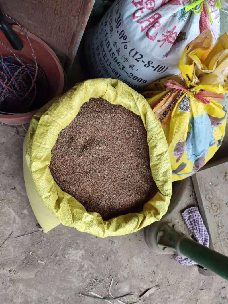 广西产地穿心莲种子，产地直销，有采购的朋友联系一亩田联系