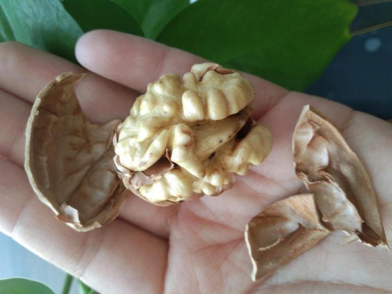 新疆薄皮核桃幸福33无添加放心吃质优价廉量大从优