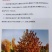 汉青种业有限公司——红茅六号积温2700，株高一米七