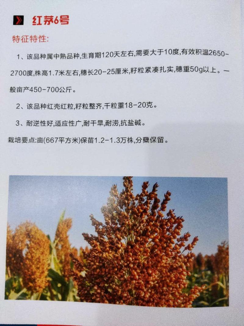 汉青种业有限公司——红茅六号积温2700，株高一米七