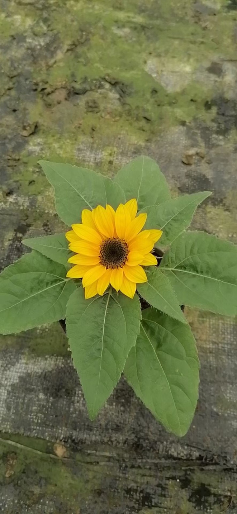向日葵，向日葵盆花，双色盆，基地直供，现货