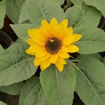 向日葵，向日葵盆花，双色盆，基地直供，现货