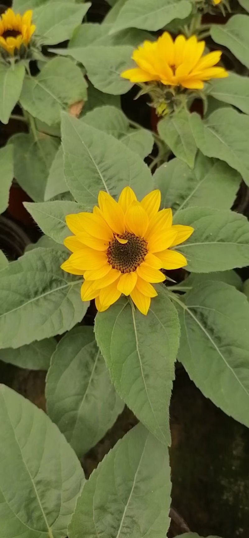向日葵，向日葵盆花，双色盆，基地直供，现货