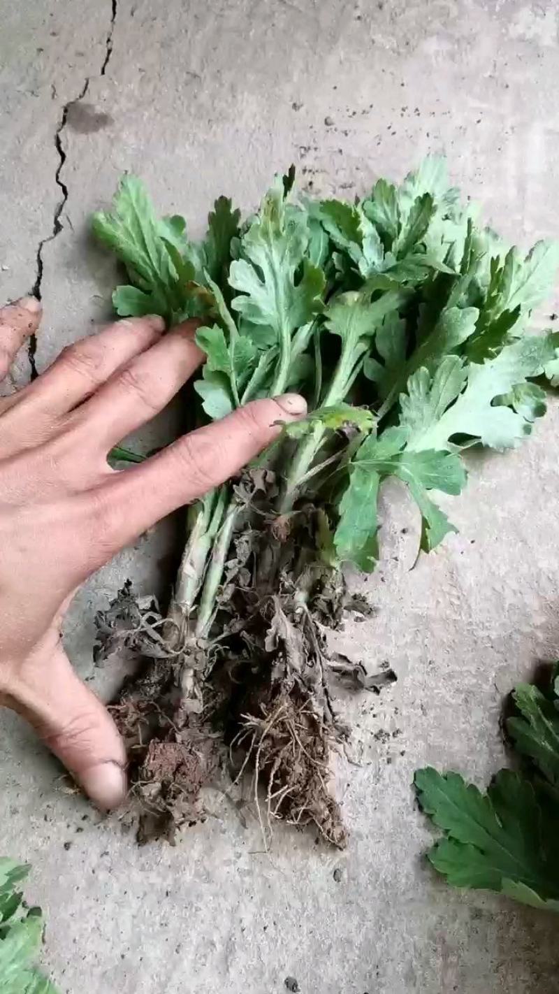 金丝皇菊苗，优质金丝皇菊苗，各种菊花苗，品种齐全