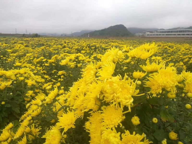 金丝皇菊苗，优质金丝皇菊苗，各种菊花苗，品种齐全
