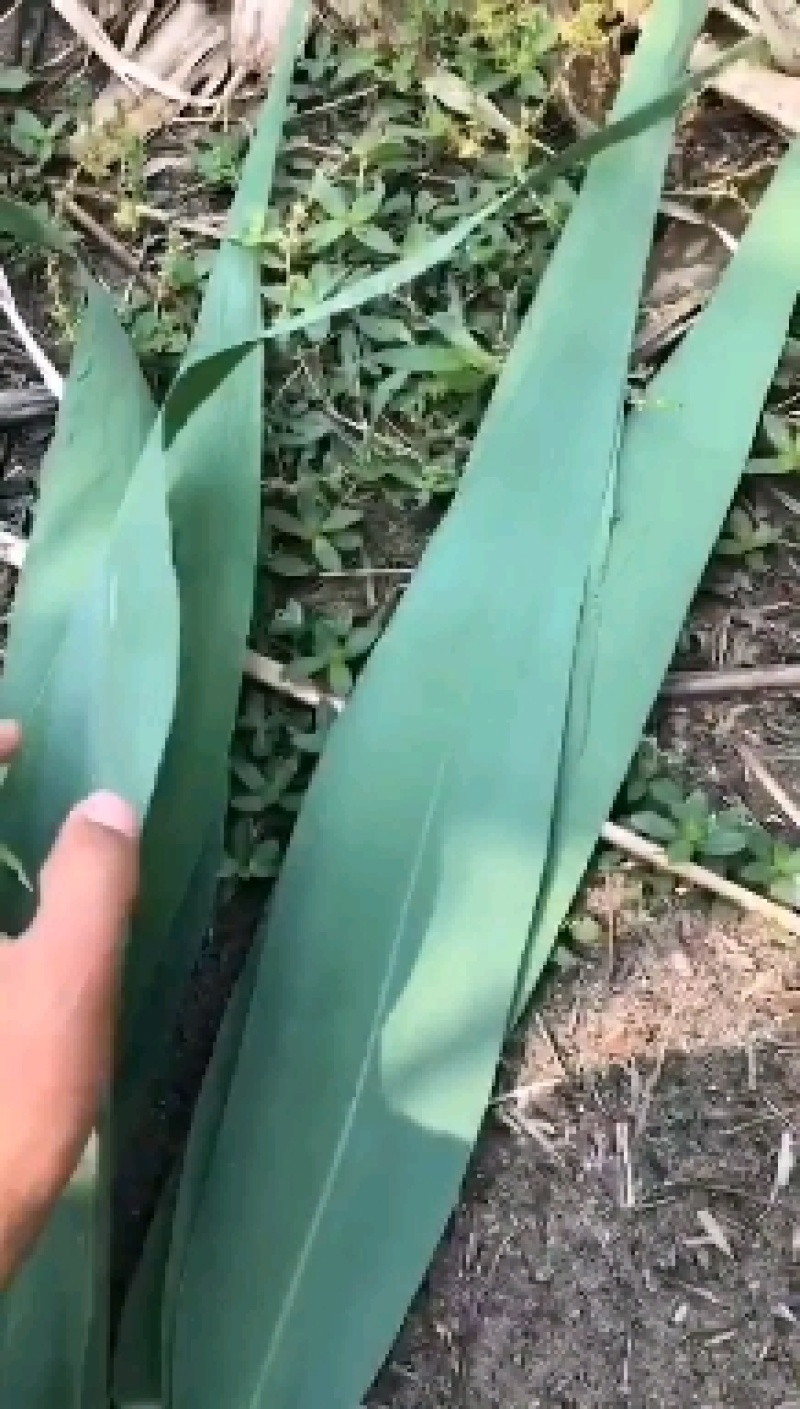 粽叶精选芦苇叶，欢迎选购量大从优产地直供