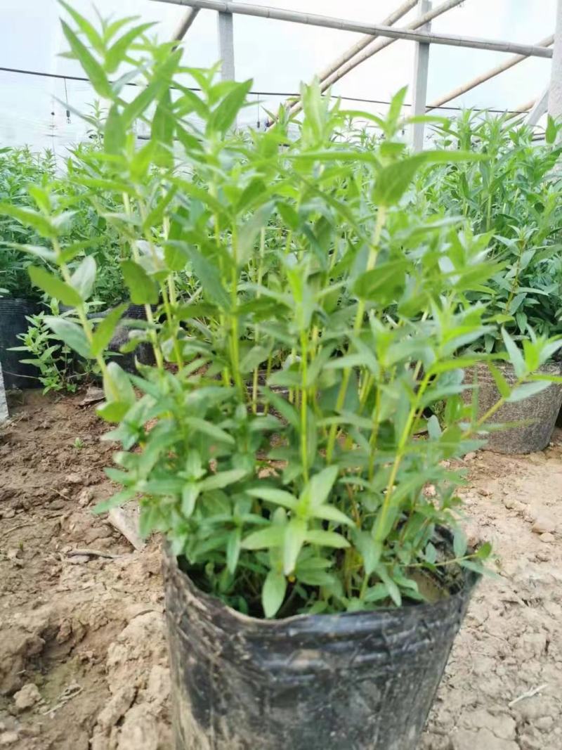 千屈菜，基地直销，千曲菜。常年供应各种绿化苗木
