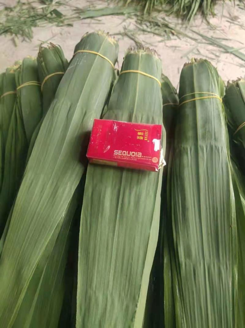 粽叶江苏连云港产地直销批发零售千亩芦苇塘专业人工采摘