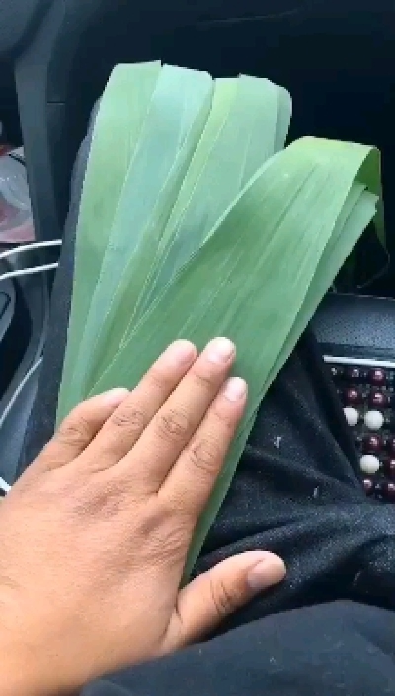粽叶江苏连云港产地直销批发零售千亩芦苇塘专业人工采摘