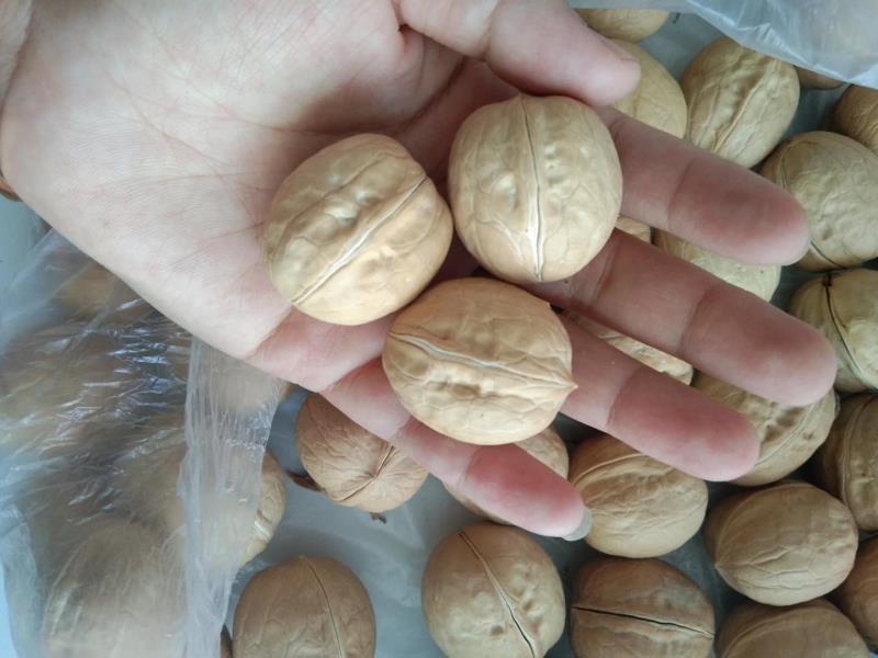 新疆薄皮核桃厂家直供电商产品真实报价量大从优