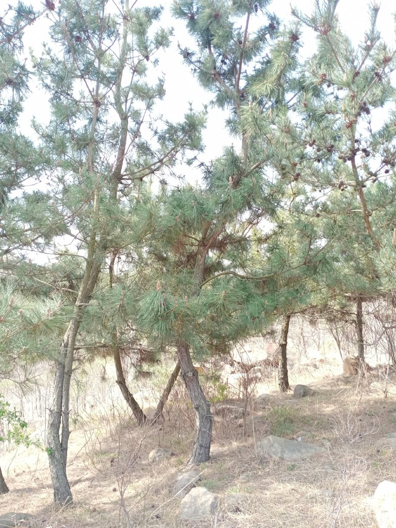黑松
