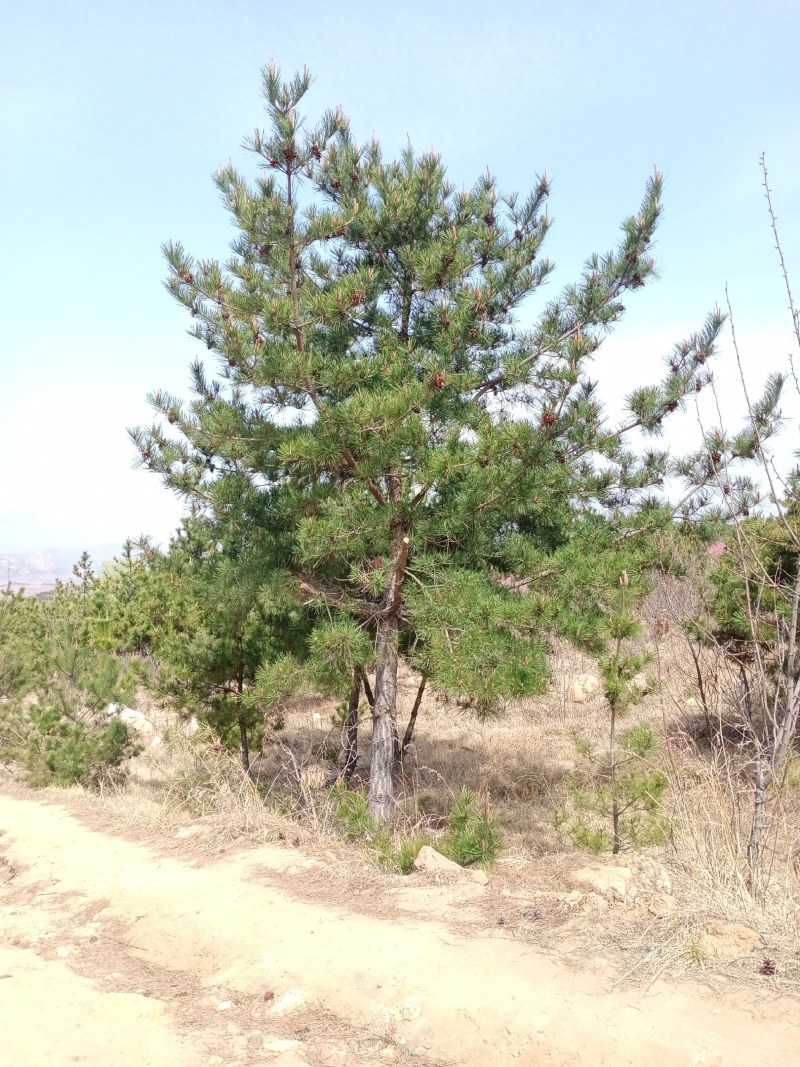 黑松