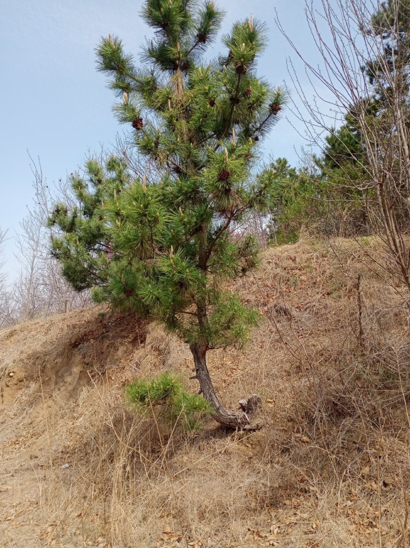 黑松