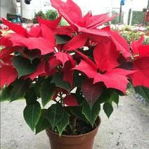 圣诞花一品红盆栽花卉真花阳台客厅吸甲醛净化空气绿植花