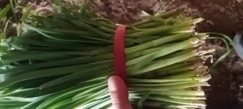 辽宁锦州凌海汉中韭菜大量上市，欢迎各界老板采购