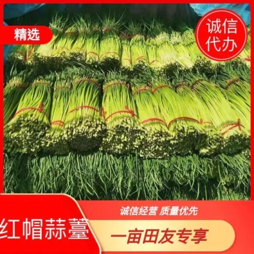 （精品）红帽蒜苔，总长70公分左右，货源充足，产地直销，