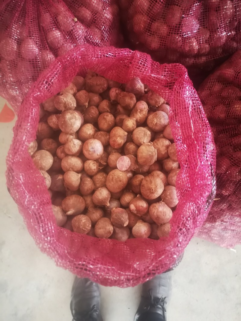 湖北钟祥精品鲜独蒜大量供应基地直发质量保证全国发货