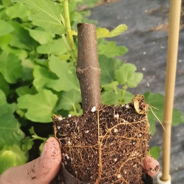 广东无花果苗2波姬红批发