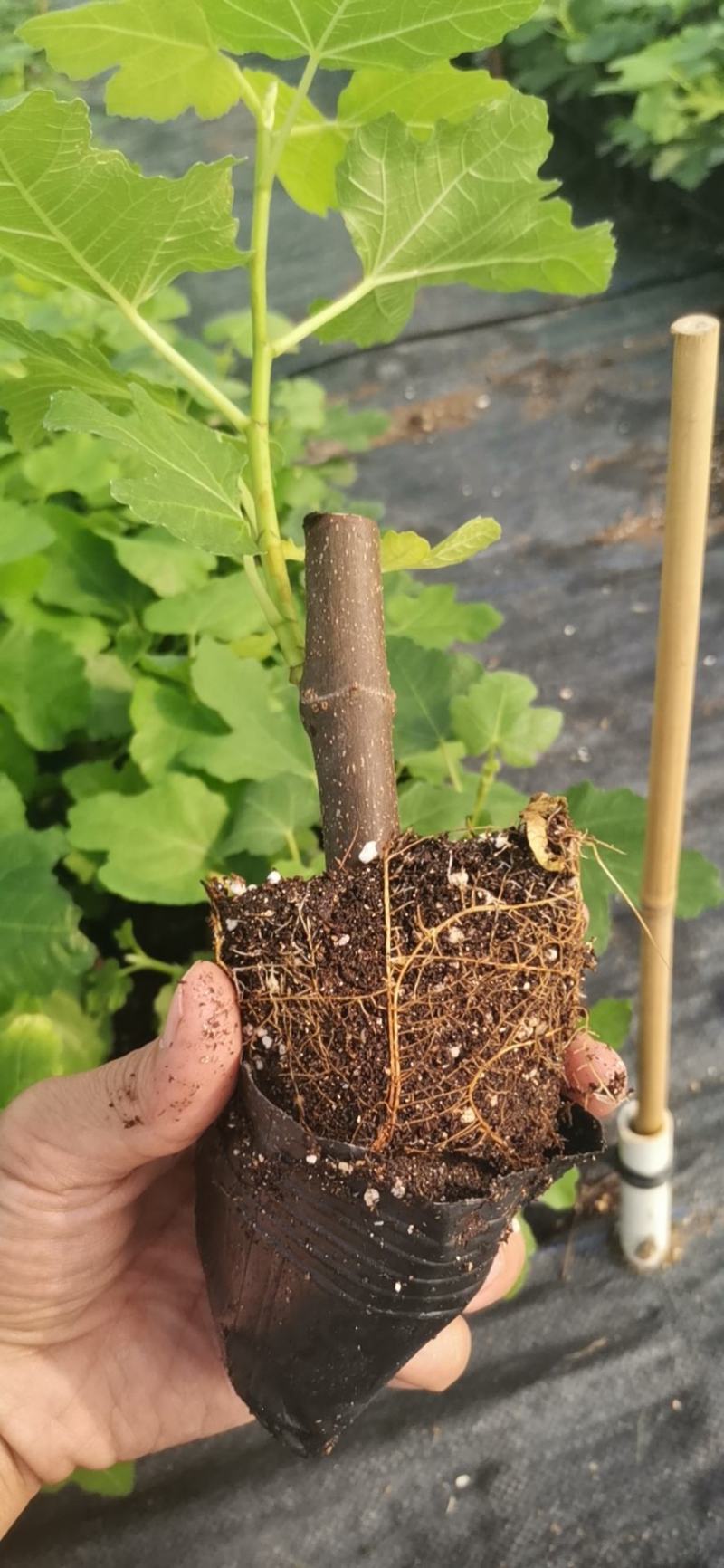 广东无花果苗2波姬红批发