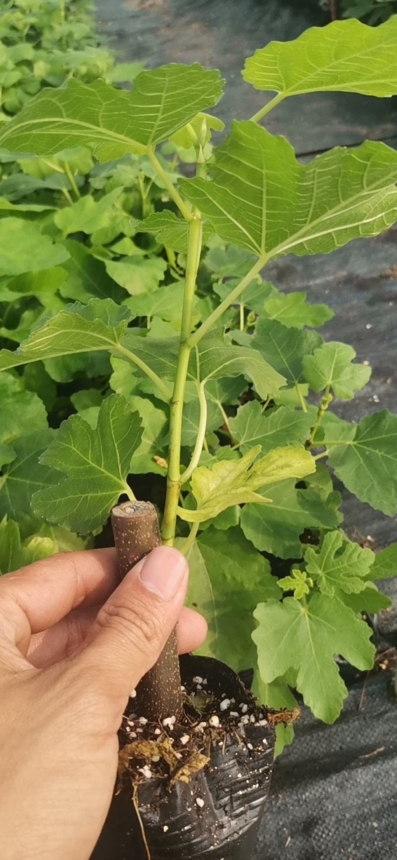 广东无花果苗2波姬红批发