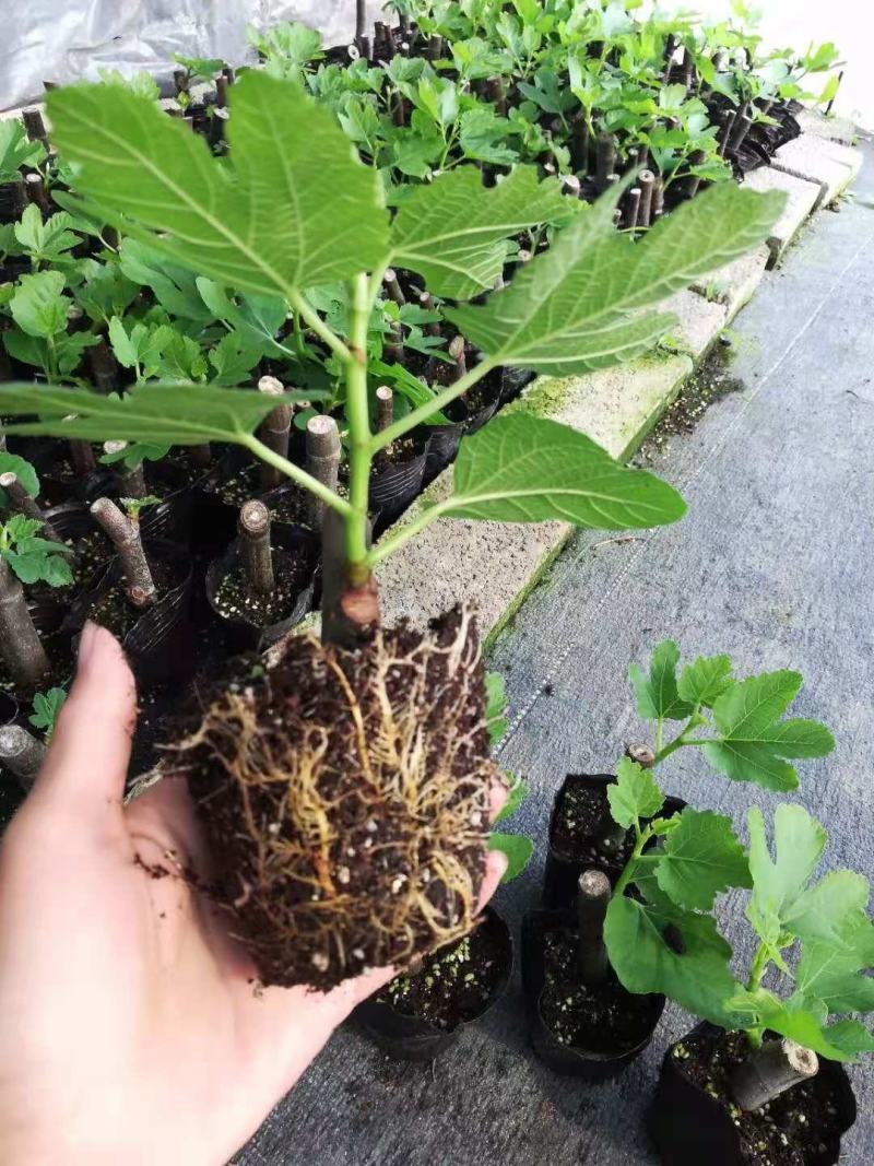广东无花果苗2波姬红批发