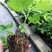 广东无花果苗2波姬红批发