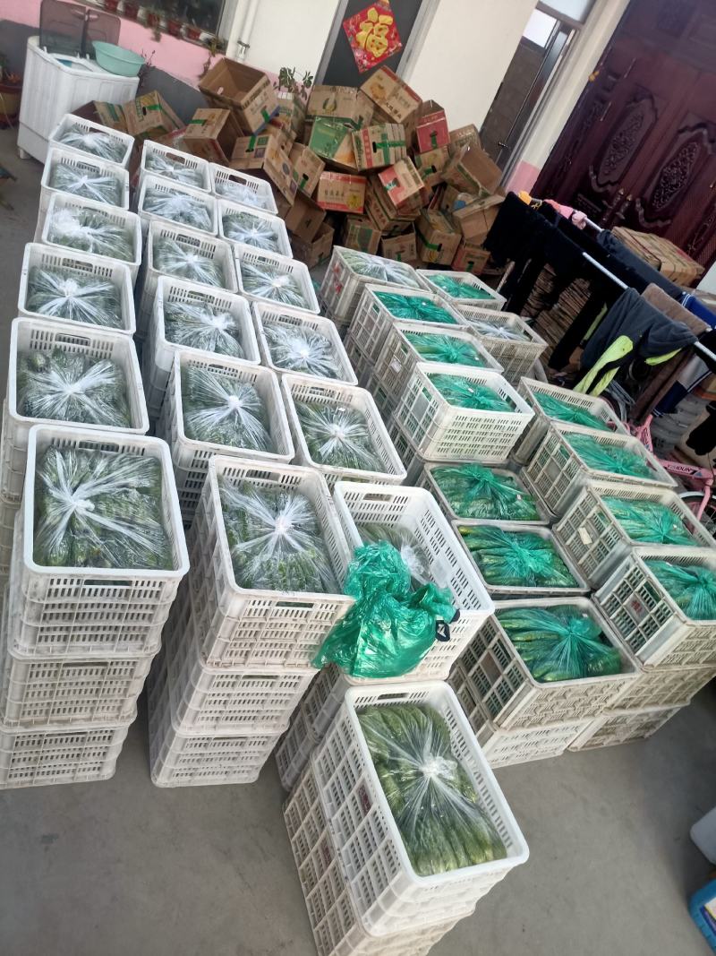 莱西市，货源原产地！旱黄瓜，可现场考察！全国发货！