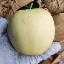 黄金元帅