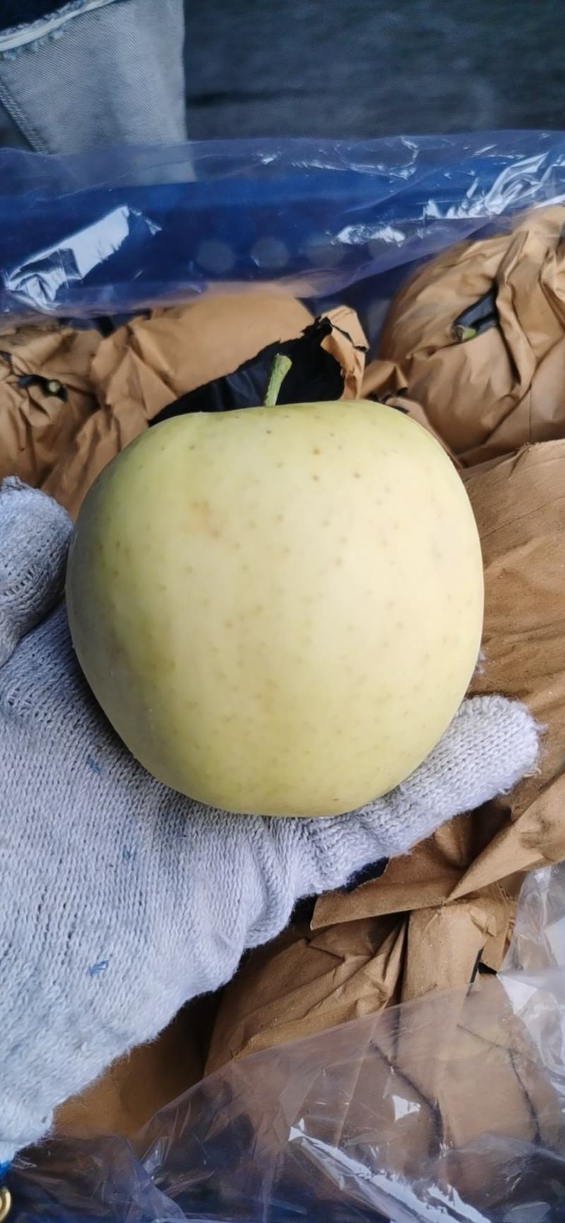 黄金元帅