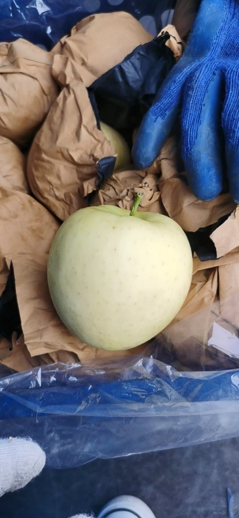 黄金元帅