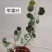 尤加利盆栽苹果桉多花桉