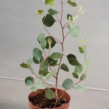 尤加利盆栽苹果桉多花桉